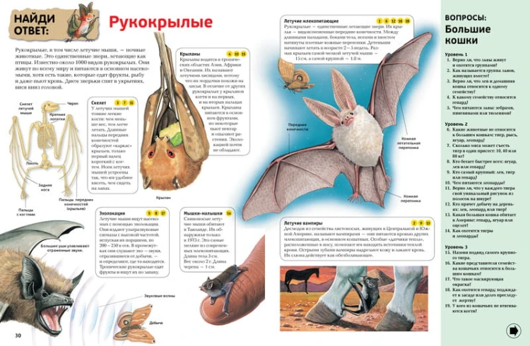 Интерактивная энциклопедия для школьников