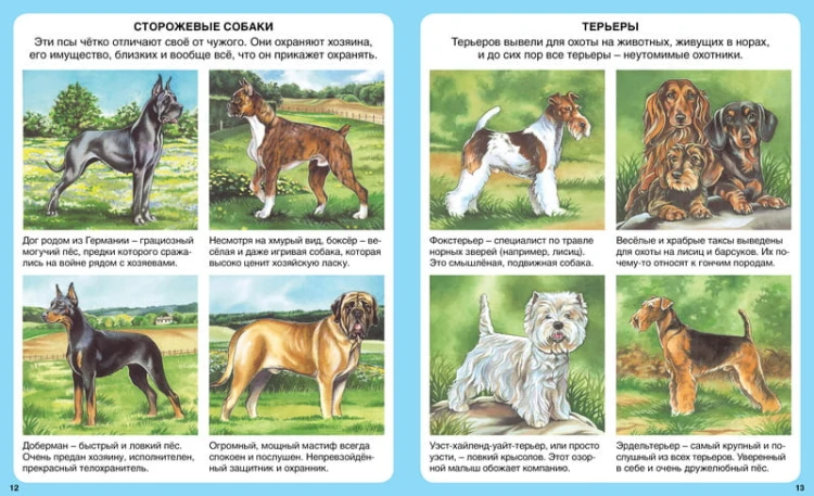 Домашнии питомцы. Твоя первая энциклопедия. Рени П.