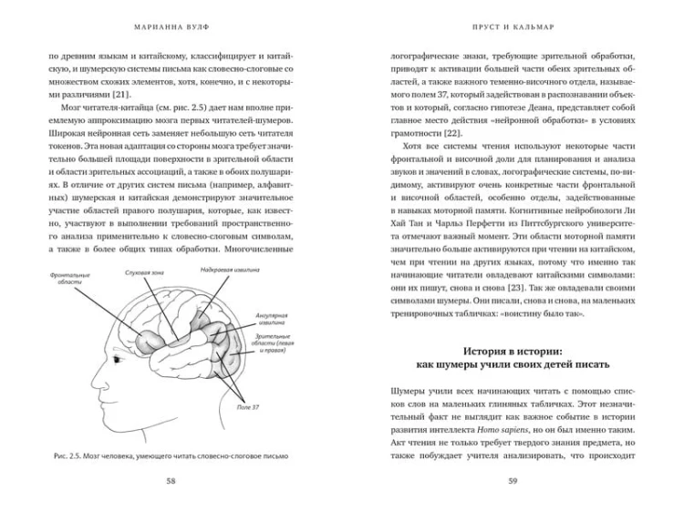 Пруст и кальмар. Нейробиология чтения