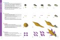 Секреты пластилина. Динозавры. Орен Р.