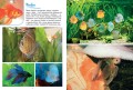 Моя большая книга о животных Энциклопедии