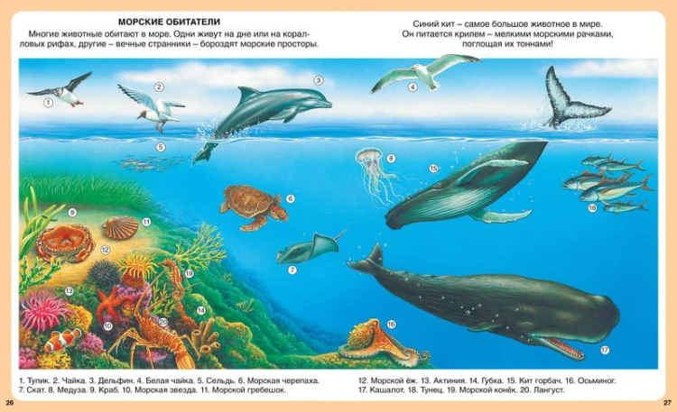 Загадки природы
