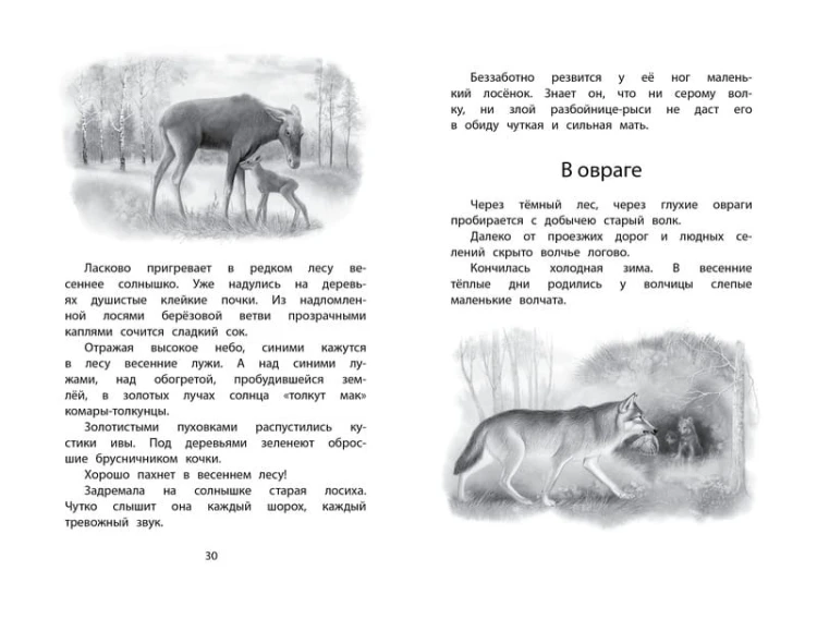 Год в лесу