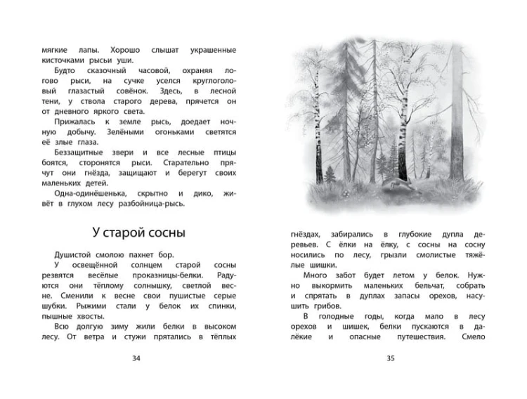 Год в лесу