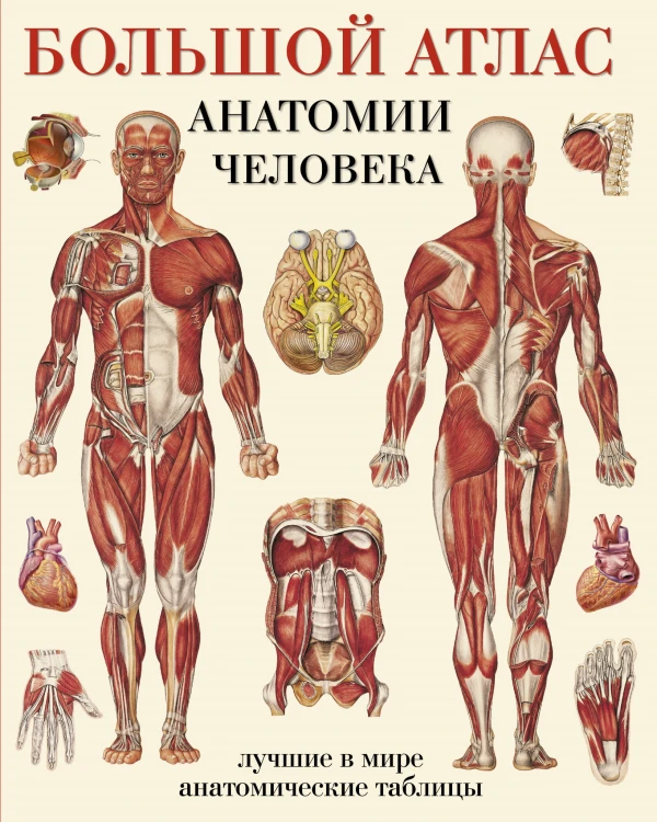 Большой атлас анатомии человека