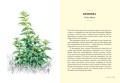 Травы: Природный источник жизненной силы