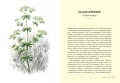 Травы: Природный источник жизненной силы