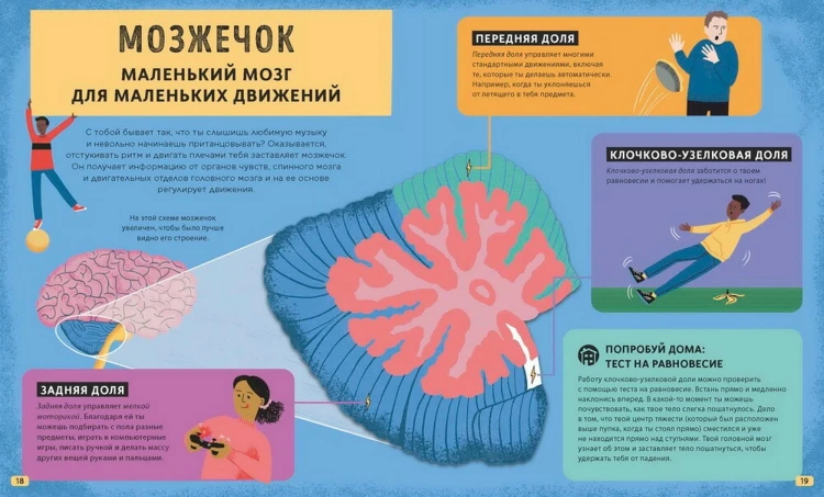 Его величество мозг. Все самое интересное о работе мозга людей, животных и роботов
