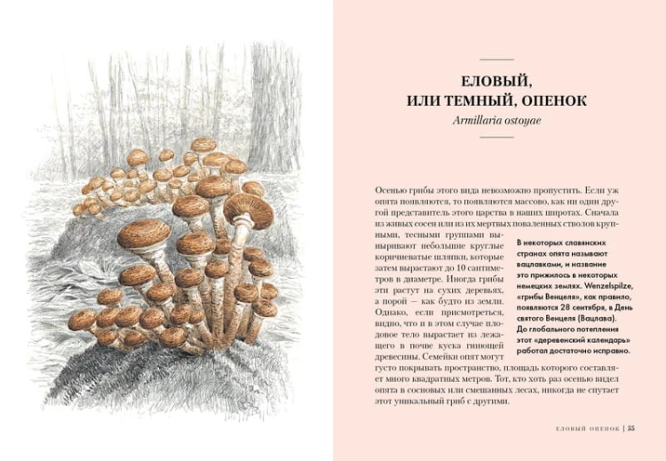 Грибы: Обитатели скрытого мира