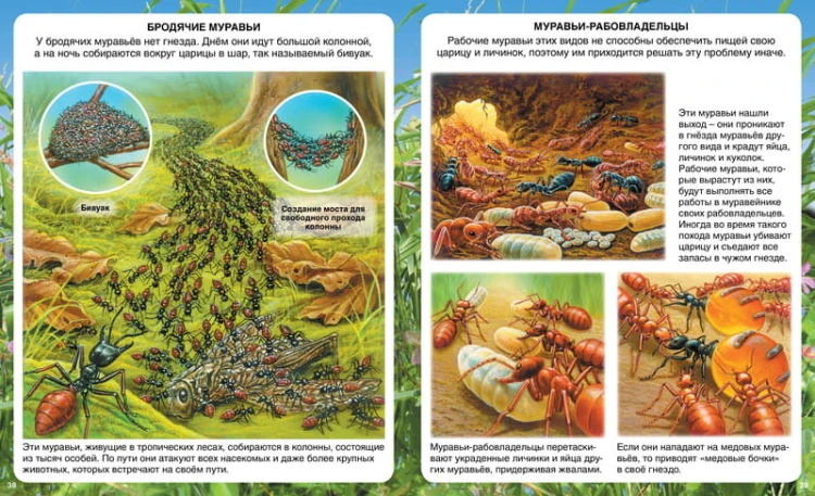 Самые маленькие животные (нов.оф.)