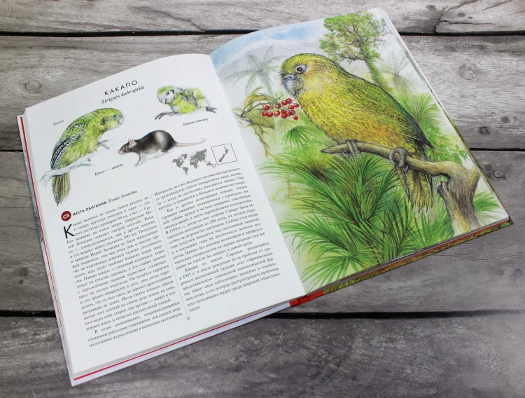 КРАСНАЯ КНИГА. Животные на грани вымирания