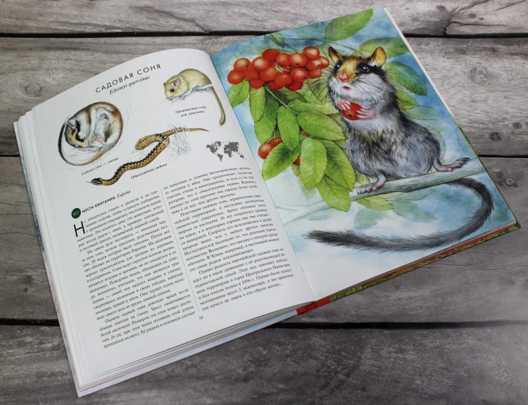 КРАСНАЯ КНИГА. Животные на грани вымирания