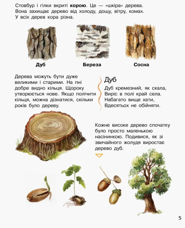 Ліс