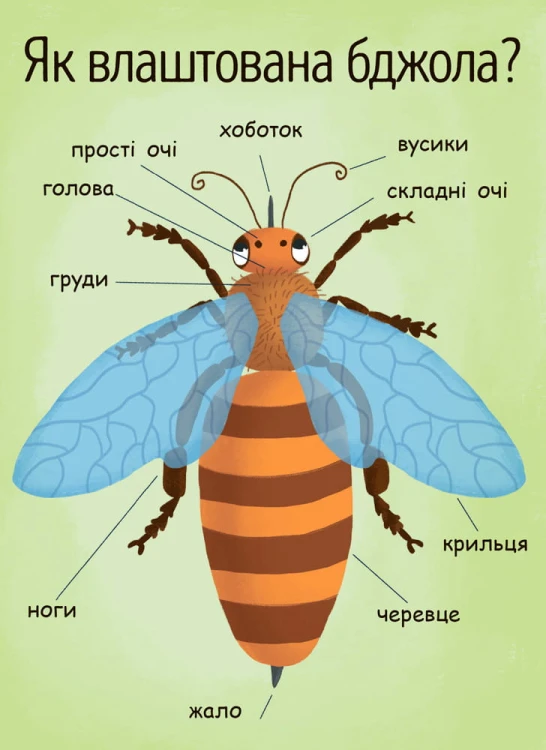 Як утворюється мед?