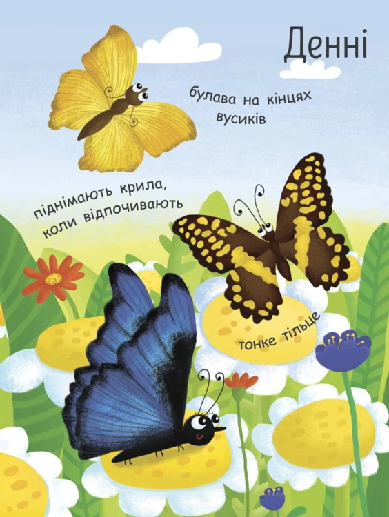 Як народжується метелик?