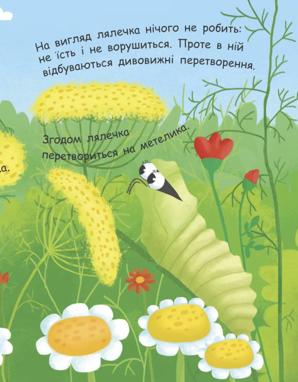 Як народжується метелик?