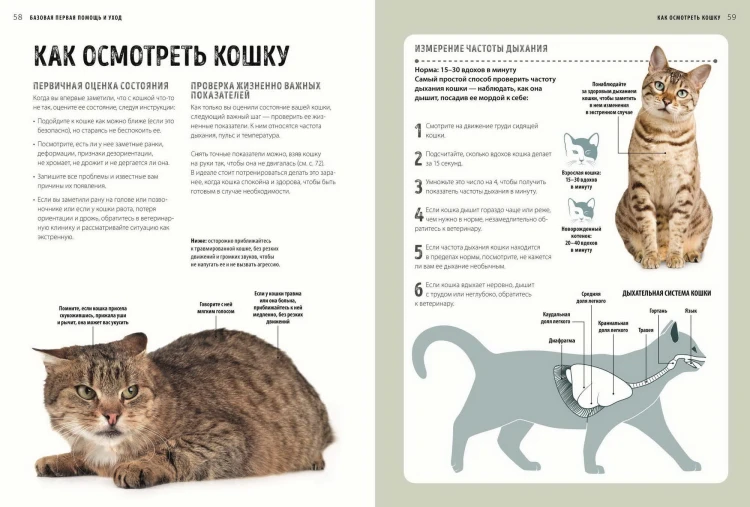 Первая помощь кошкам. Осмотр, действия в экстренных ситуациях, аптечка первой помощи, здоровье, корм