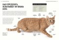 Первая помощь кошкам. Осмотр, действия в экстренных ситуациях, аптечка первой помощи, здоровье, корм