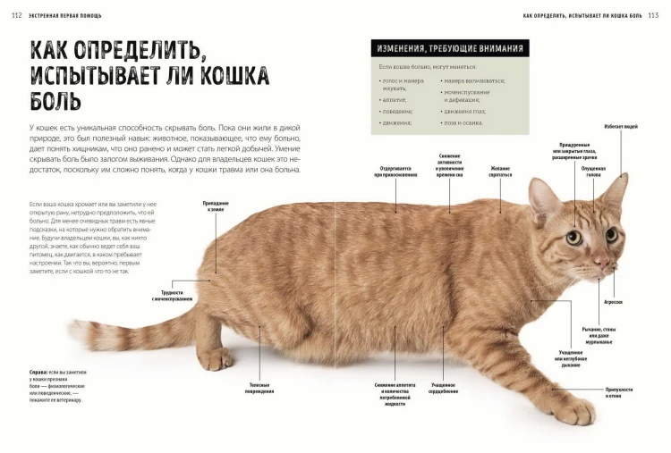 Первая помощь кошкам. Осмотр, действия в экстренных ситуациях, аптечка первой помощи, здоровье, корм