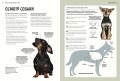 Первая помощь собакам. Осмотр, действия в экстренных ситуациях, аптечка первой помощи, социализация,