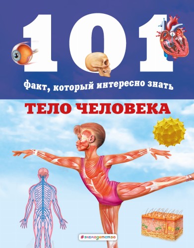 Тело человека