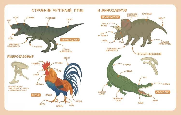 Животные. Детская энциклопедия (Чевостик)