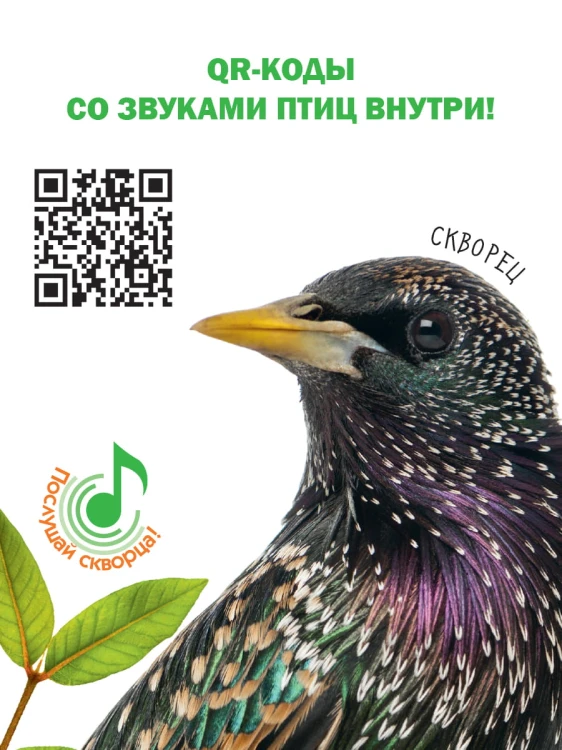 Птицы