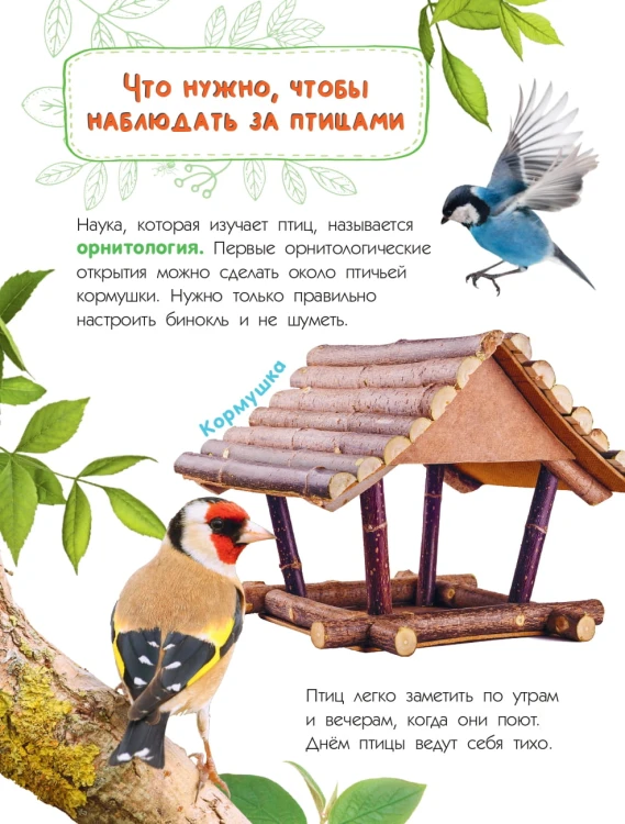 Птицы