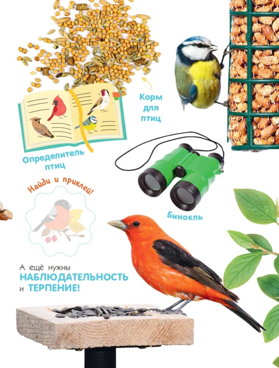 Птицы