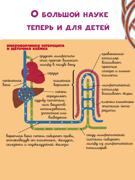 Тело человека