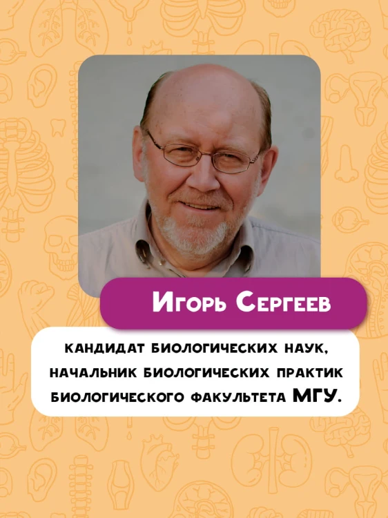 Тело человека