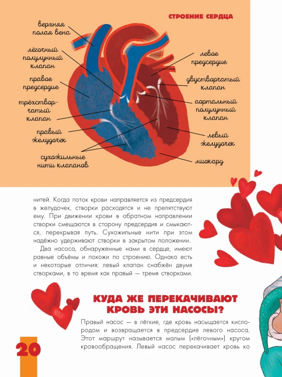 Тело человека