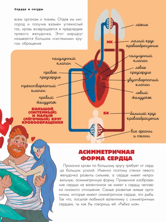 Тело человека