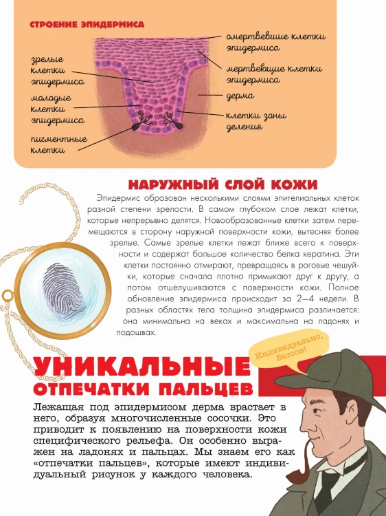 Тело человека