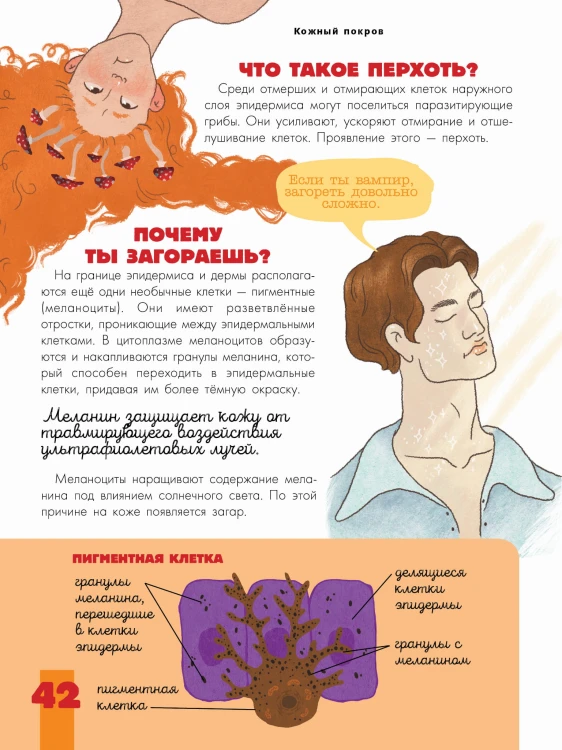 Тело человека