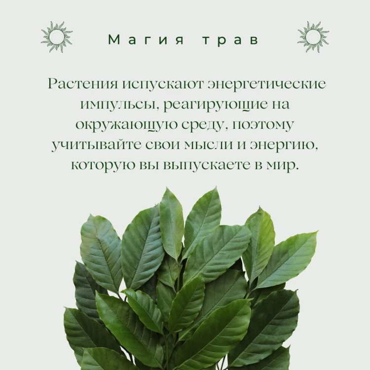 Магия трав. Древние практики исцеления травами