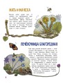 Цветы и растения