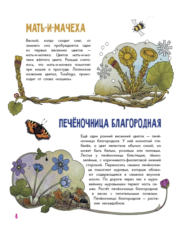 Цветы и растения