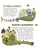 Цветы и растения