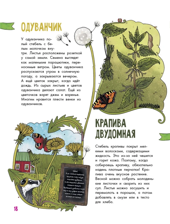 Цветы и растения