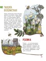Цветы и растения