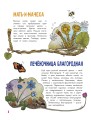 Цветы и растения
