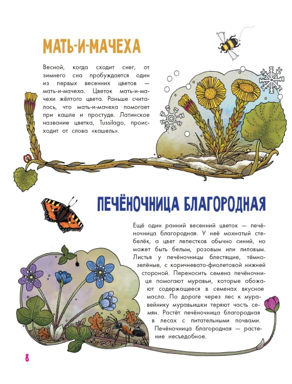 Цветы и растения
