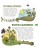 Цветы и растения