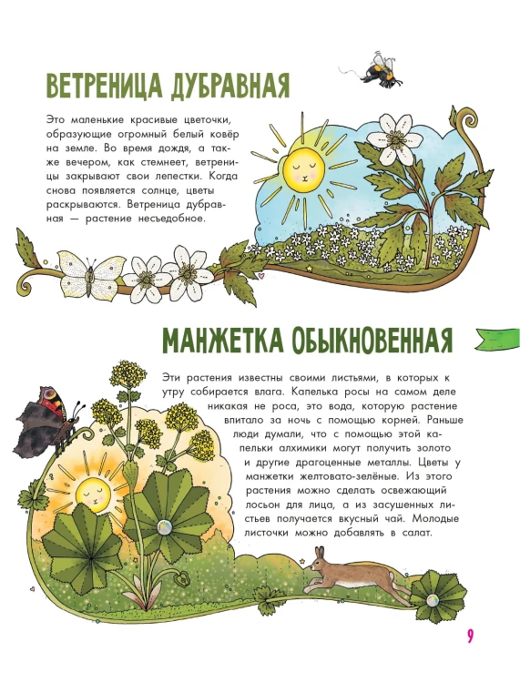 Цветы и растения