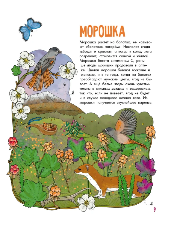 Грибы и ягоды
