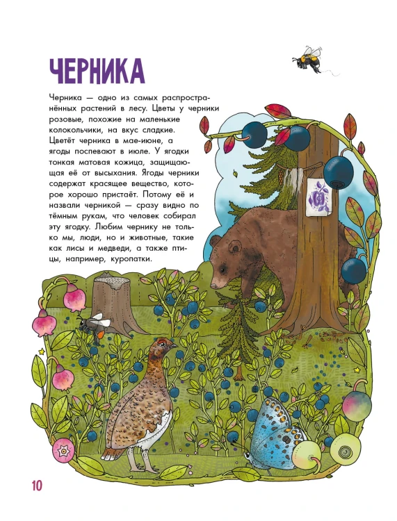 Грибы и ягоды