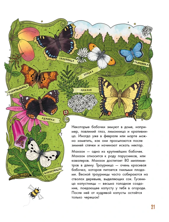 Насекомые