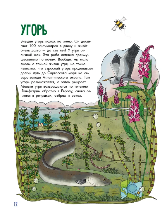 Рыбы