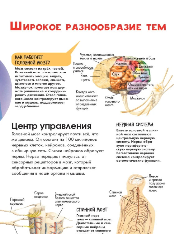 Тело человека